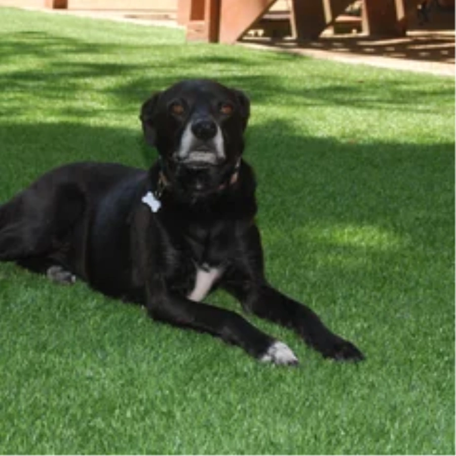 Black dog resting on a pet-friendly Huntsville artificial turf backyard lawn