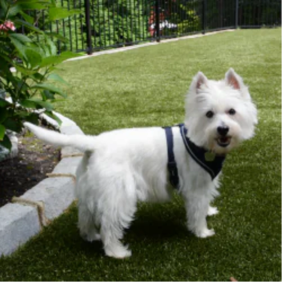 Pet Turf for Apartment Communities and Dog Parks in Huntsville