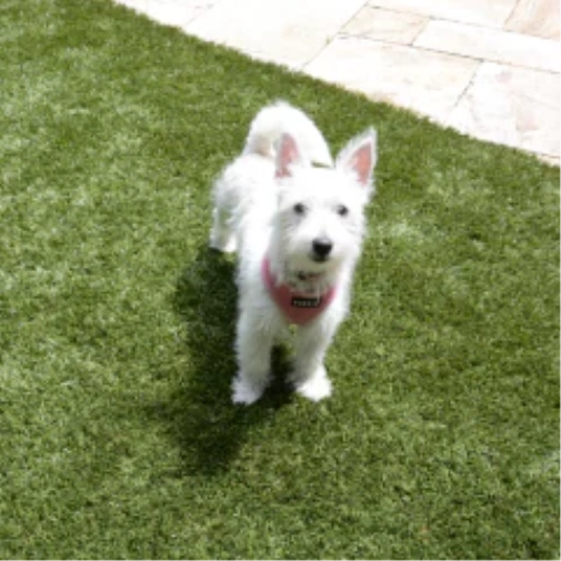 Picking the Best Turf for Dogs