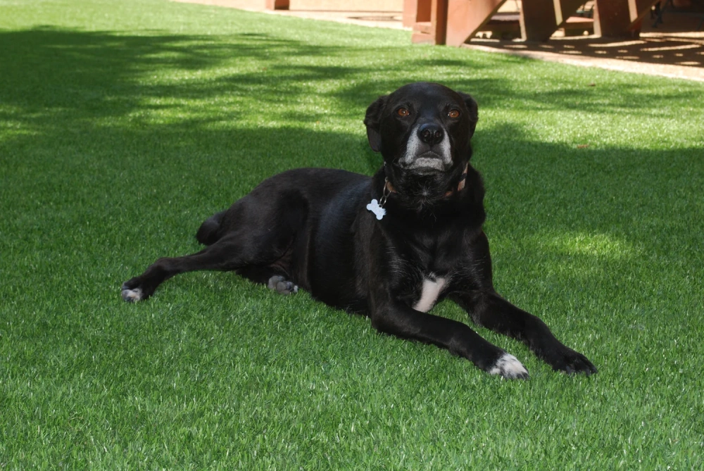 Black dog resting on a pet-friendly Huntsville artificial turf backyard lawn