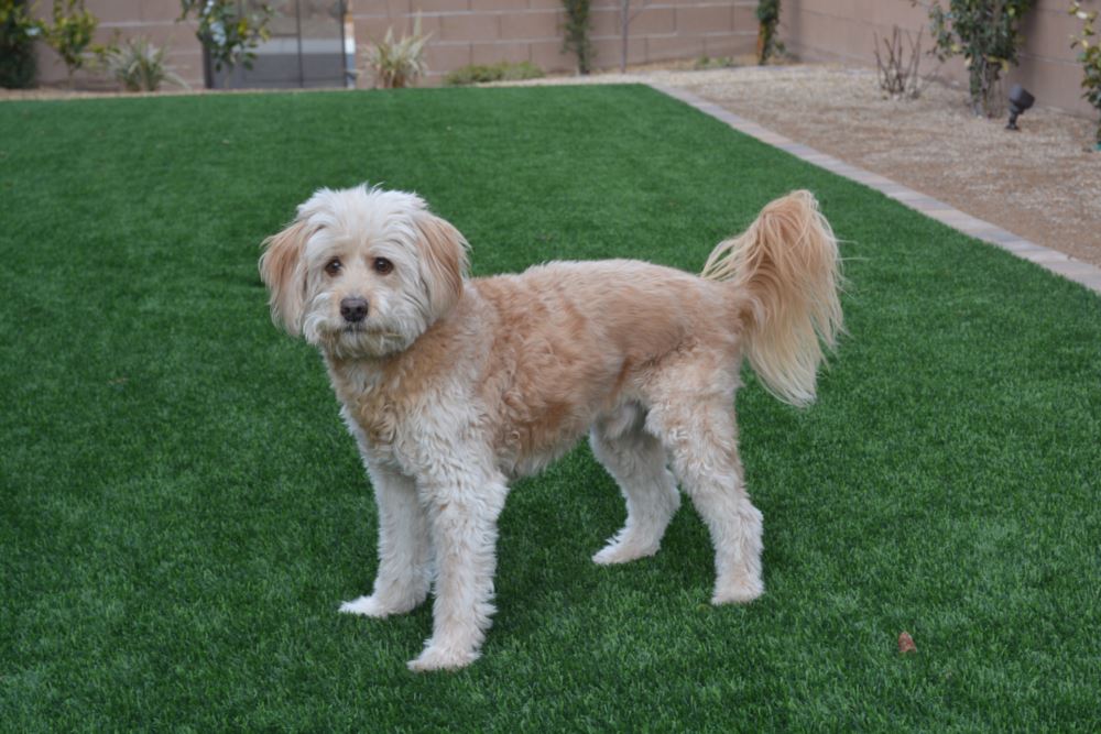 Huntsville artificial grass landscaping